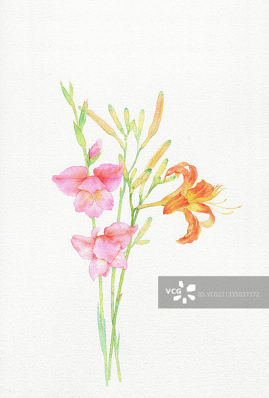 萱草和唐菖蒲图片素材