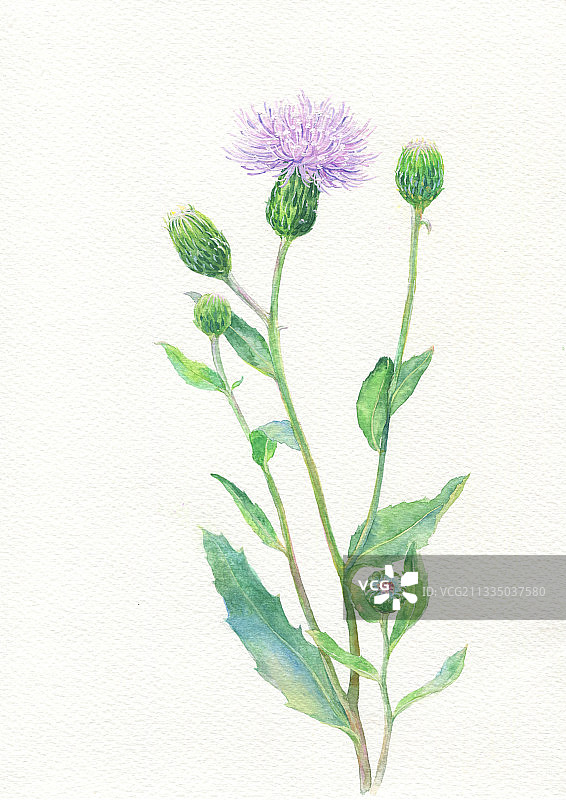 手绘蓟图片素材