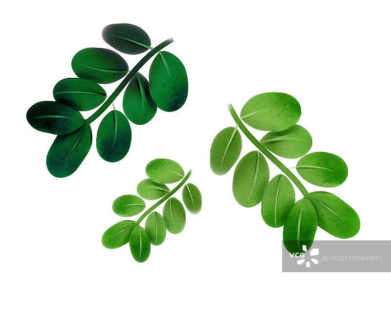 中国风决明子的叶子插画元素图片素材