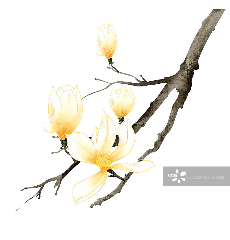 中国风玉兰花插画元素图片素材