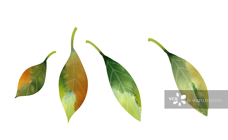 中国风水彩海棠花的叶子插画元素图片素材