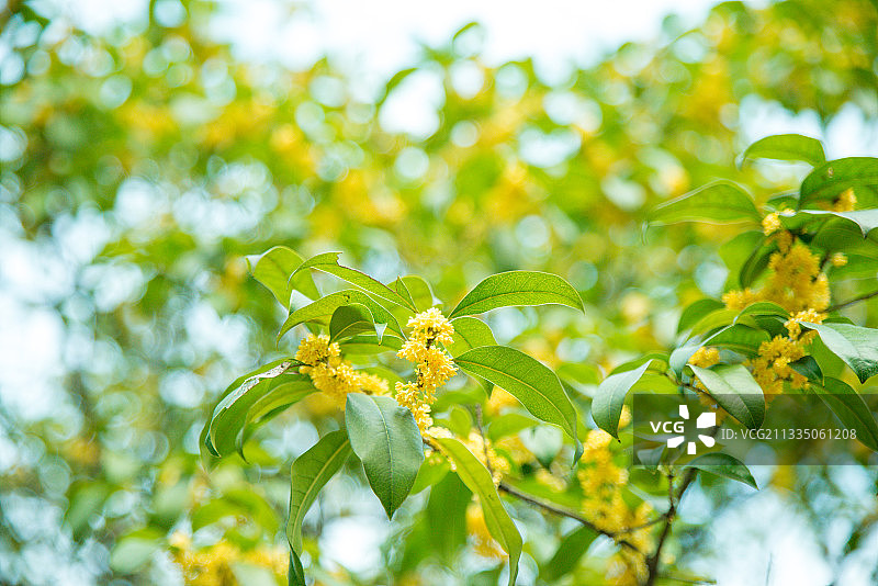 桂花、桂花树、无人、桂林、秋天、叶子、自然、黄色图片素材