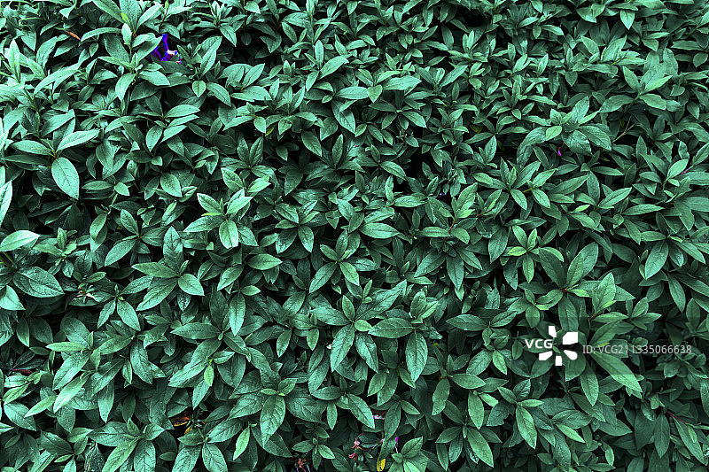 俯视密集的绿色植物叶片背景图图片素材