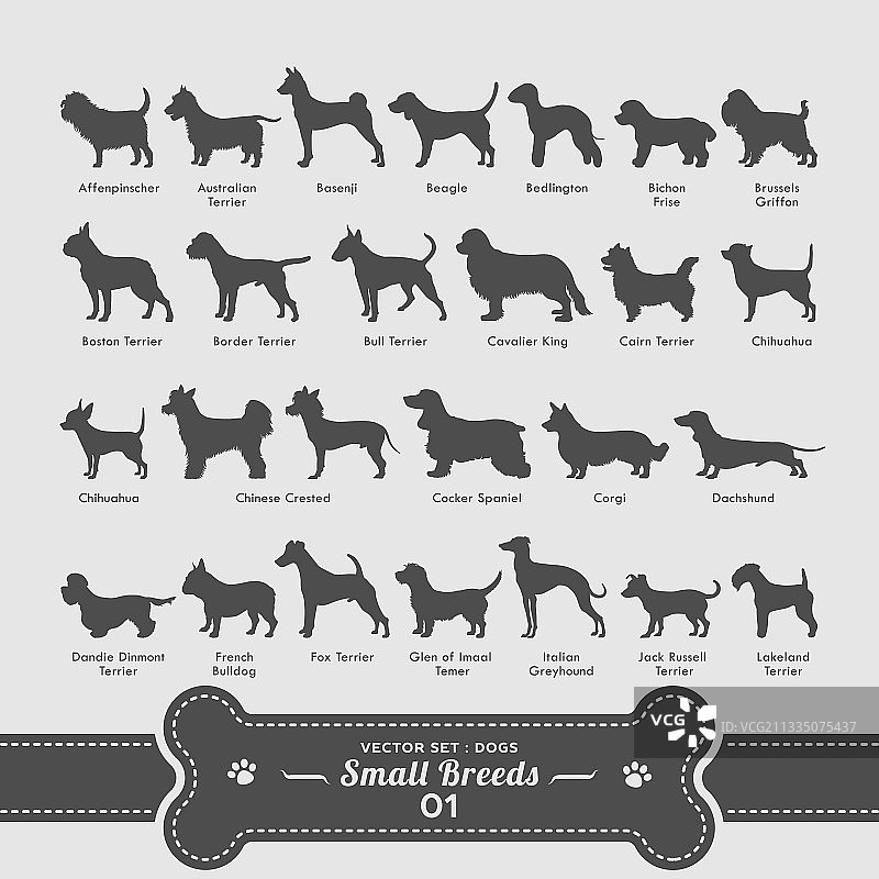 小型犬品种合集图片素材