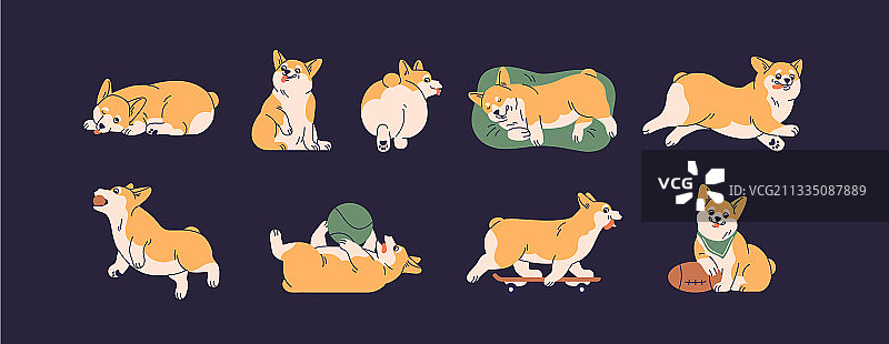 可爱柯基犬玩耍素材合集图片素材