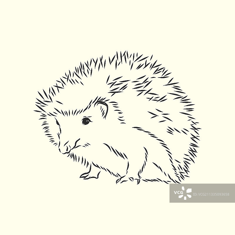 白色背景上的刺猬素描图图片素材