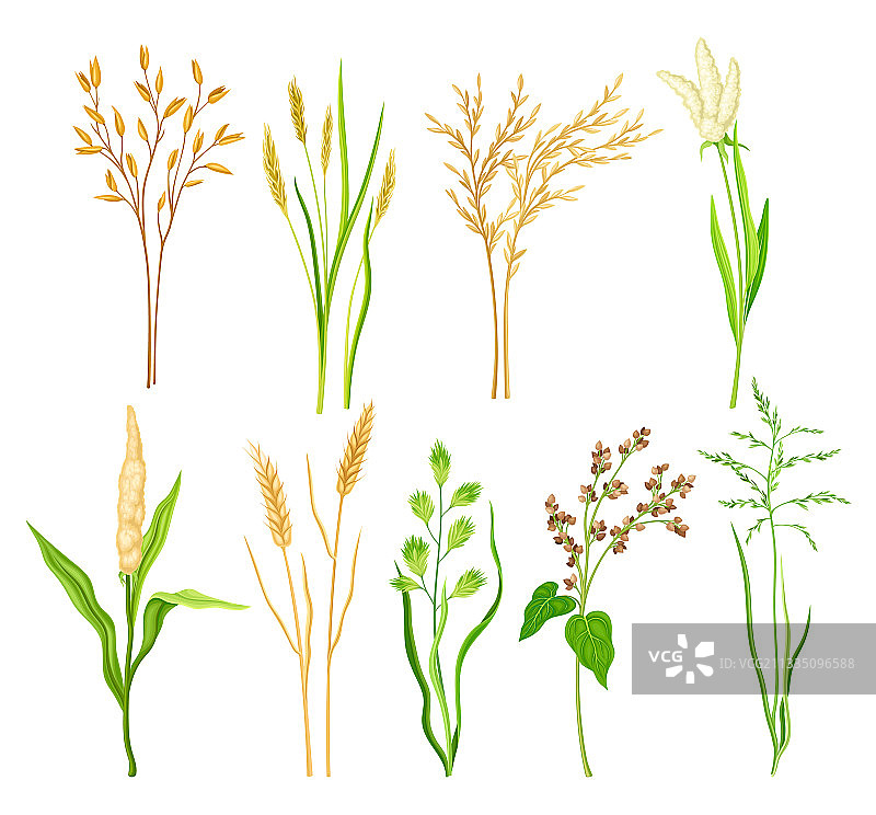 谷物作物和谷类图片素材