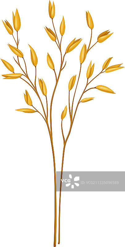 作为谷物种植的燕麦图片素材