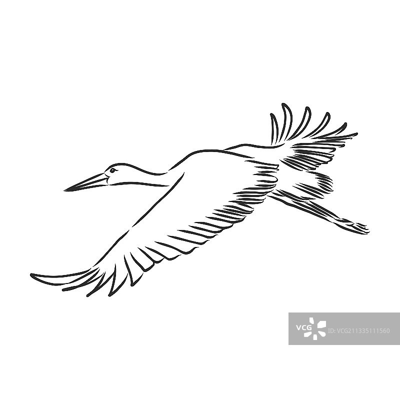 手绘鹳鸟设计草图图片素材