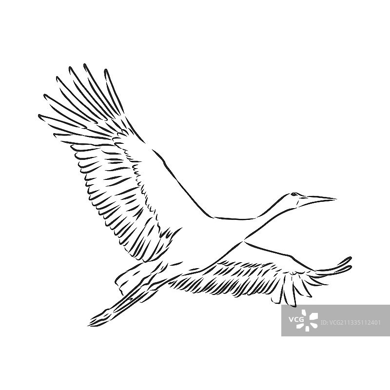 手绘鹳鸟设计草图图片素材