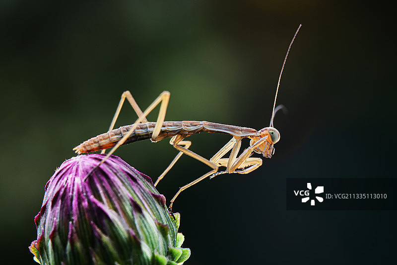 小螳螂图片素材