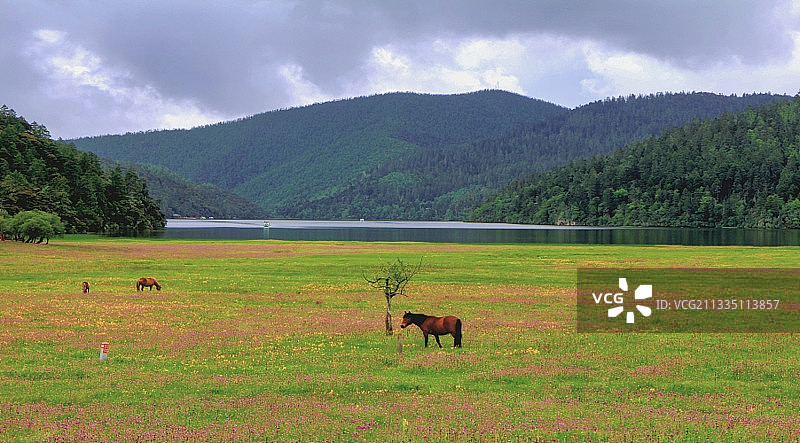 草原牧馬图片素材
