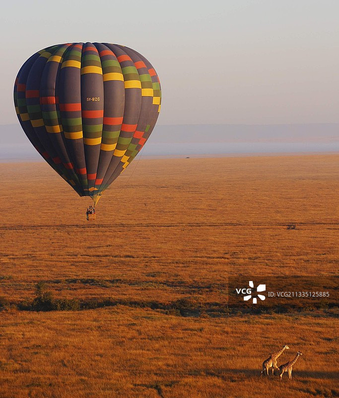 清晨的马赛马拉与散步的长颈鹿图片素材