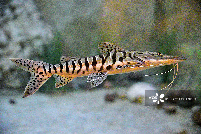 河北省石家庄市平山县东方巨龟苑图片素材