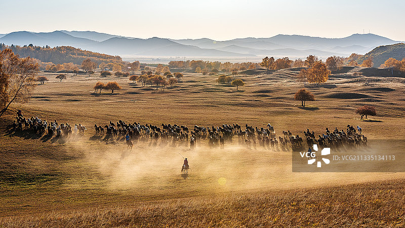 骏马奔驰图片素材