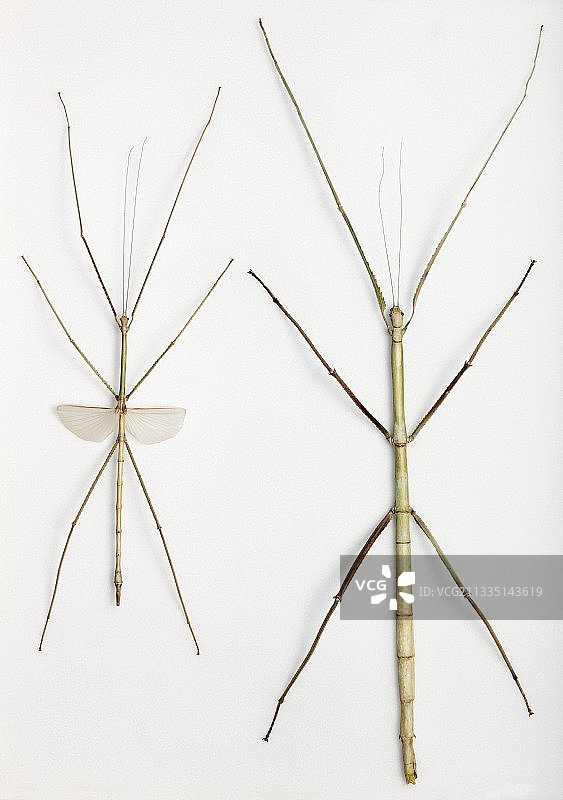 雄性和雌性巨型竹节虫图片素材