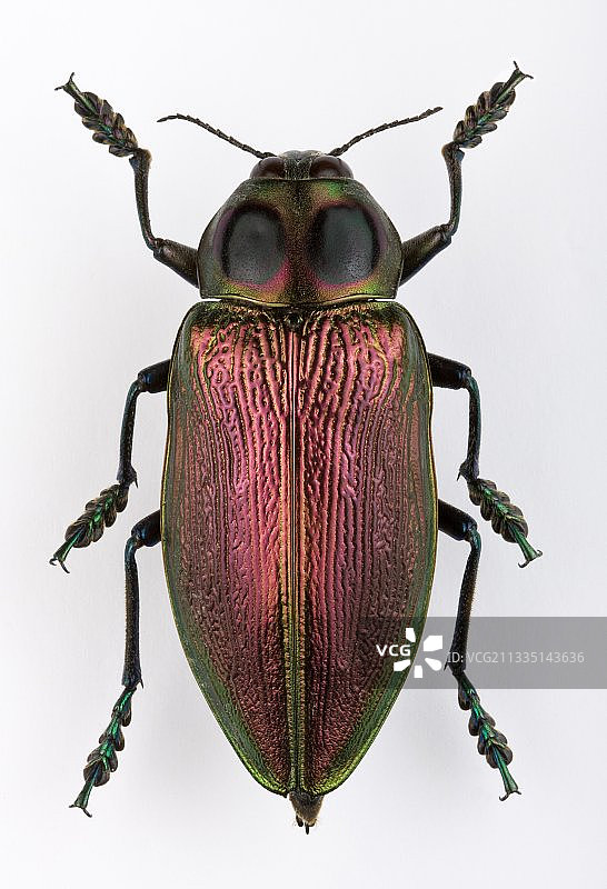 宝甲虫图片素材