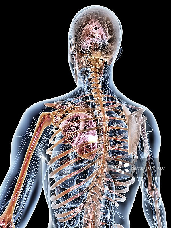 男性人体解剖结构图图片素材