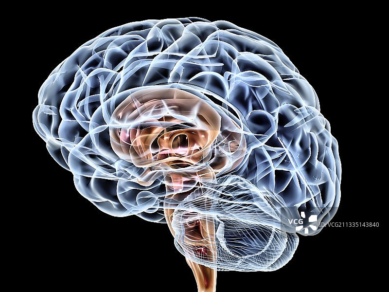 大脑，艺术作品图片素材