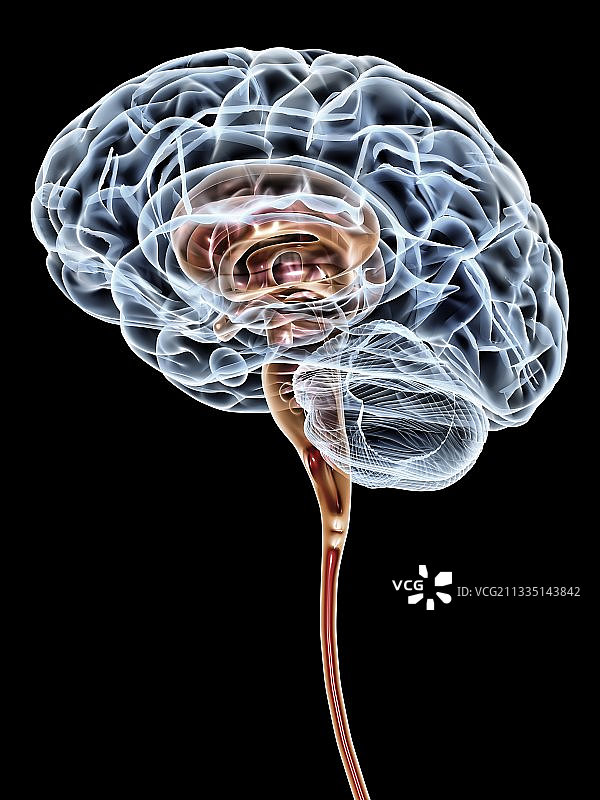大脑，艺术作品图片素材