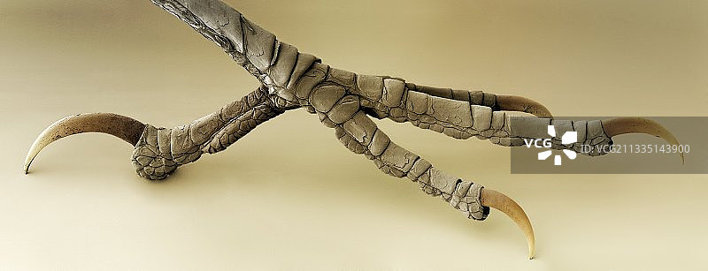 雀鸟的脚，扫描电子显微镜图片素材