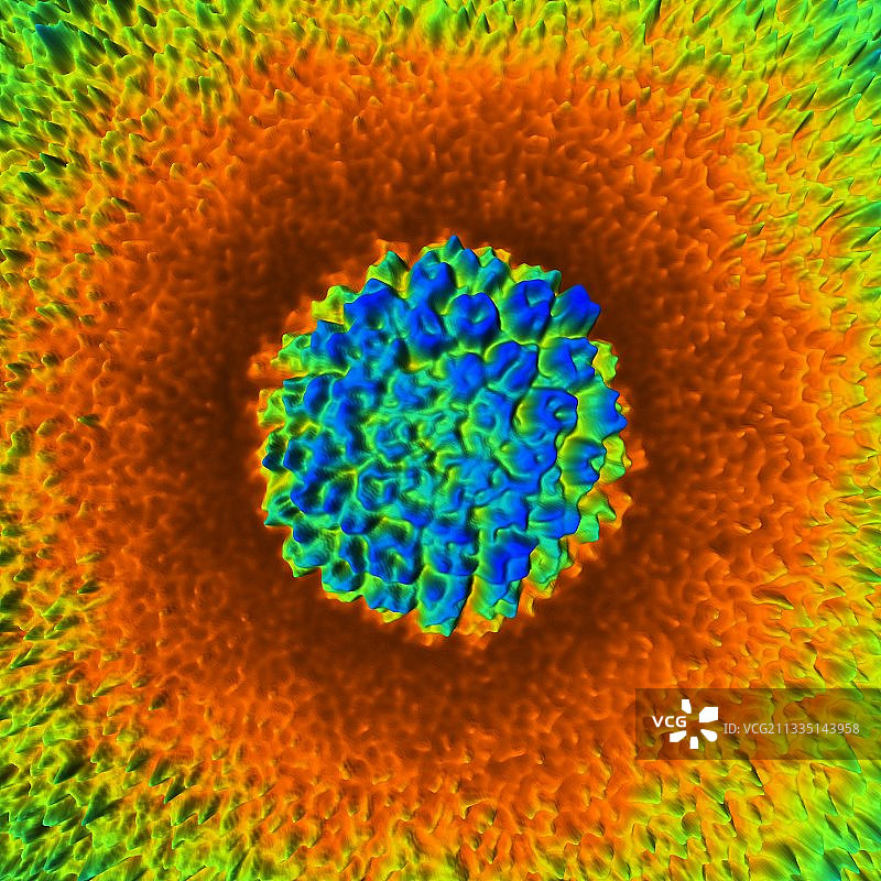 疱疹病毒颗粒3D扫描电镜模型图片素材