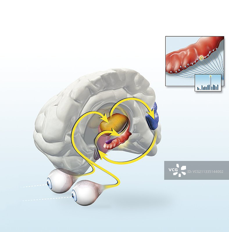 短期记忆机制插画图片素材
