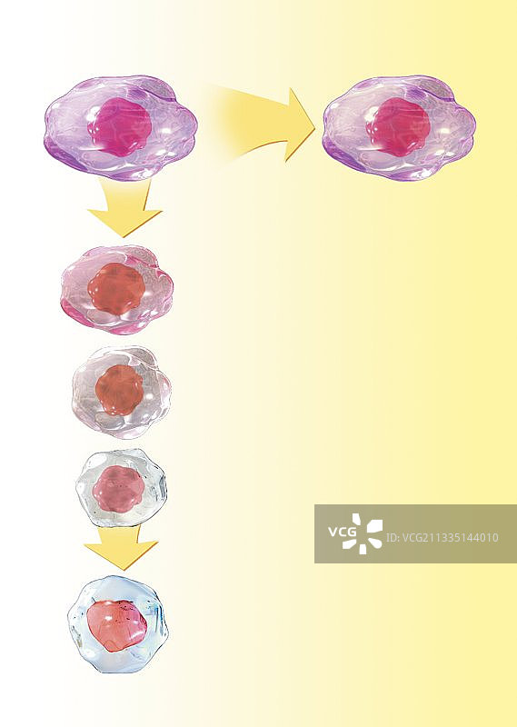 干细胞发育，艺术作品图片素材