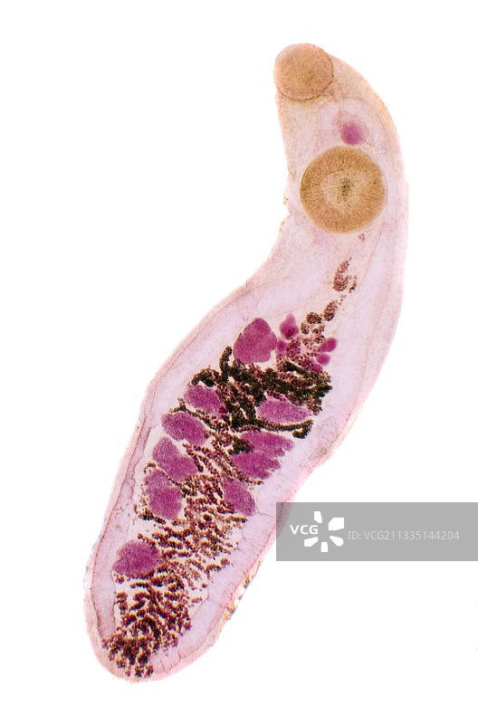 肝片吸虫，光学显微照片图片素材