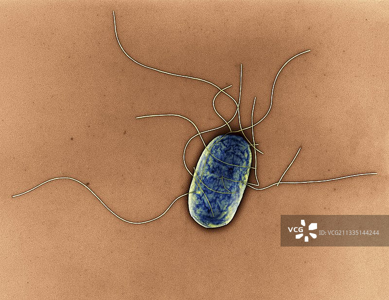 鼠伤寒沙门氏菌（透射电镜）图片素材