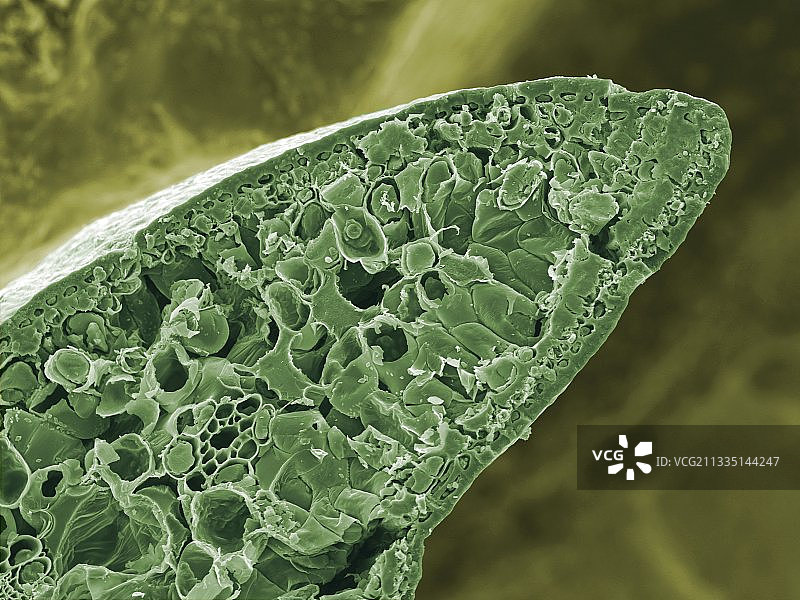 猴子拼图叶子，扫描电子显微镜图片素材