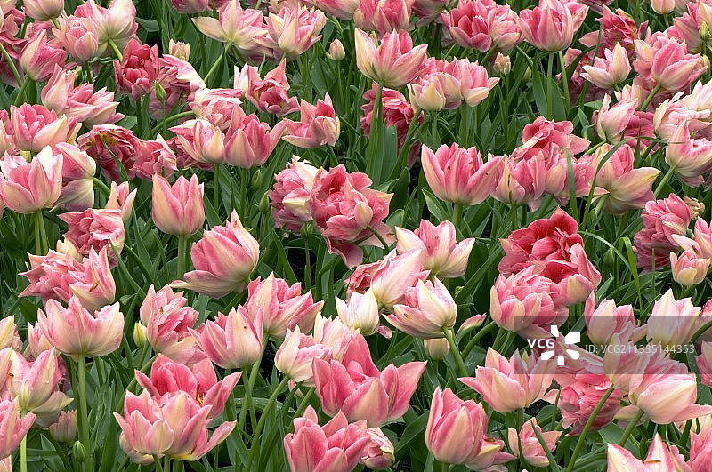 郁金香（桃花郁金香）图片素材