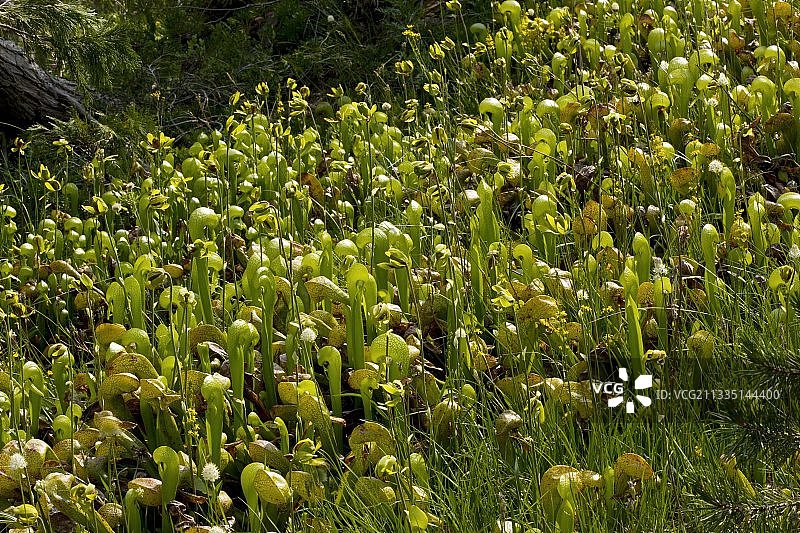 眼镜蛇瓶子草图片素材