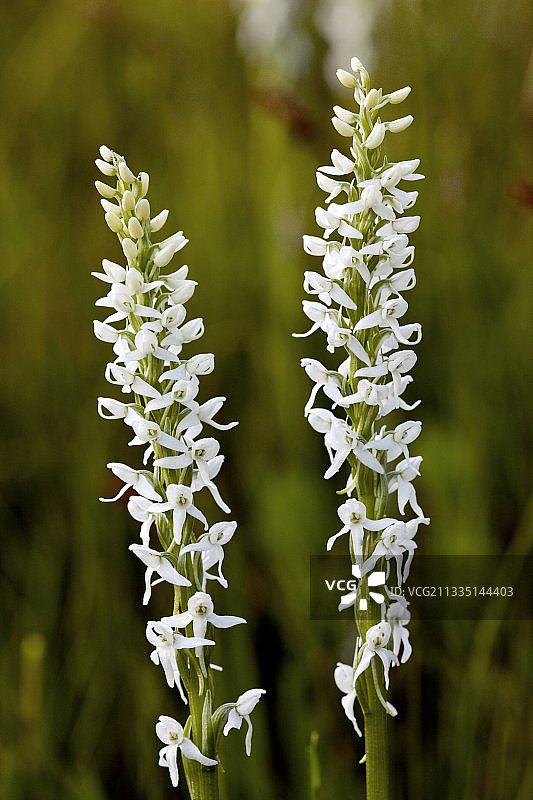 沼泽兰花图片素材