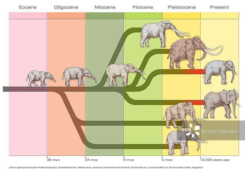 大象进化示意图图片素材