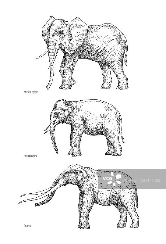 大象进化艺术作品图片素材