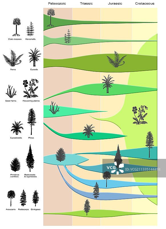植物进化图图片素材