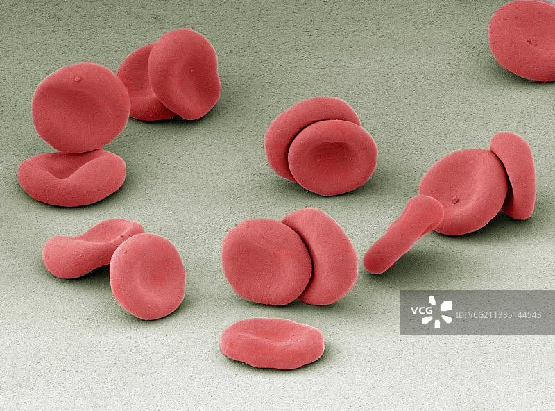 红细胞扫描电子显微镜图像图片素材