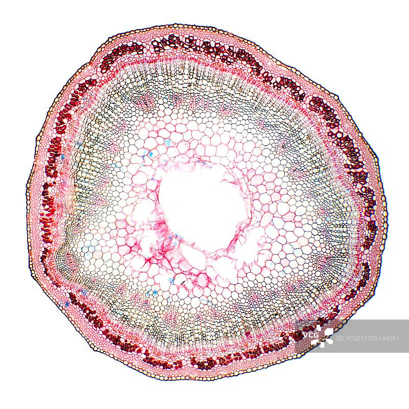 亚麻植物茎光学显微照片图片素材