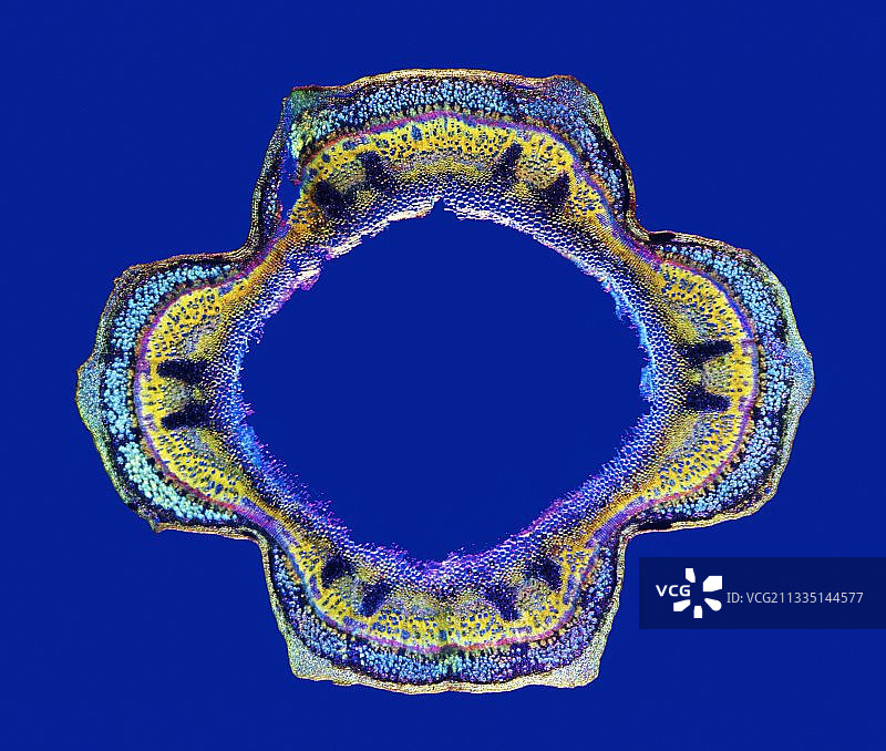 荨麻茎的显微照片图片素材