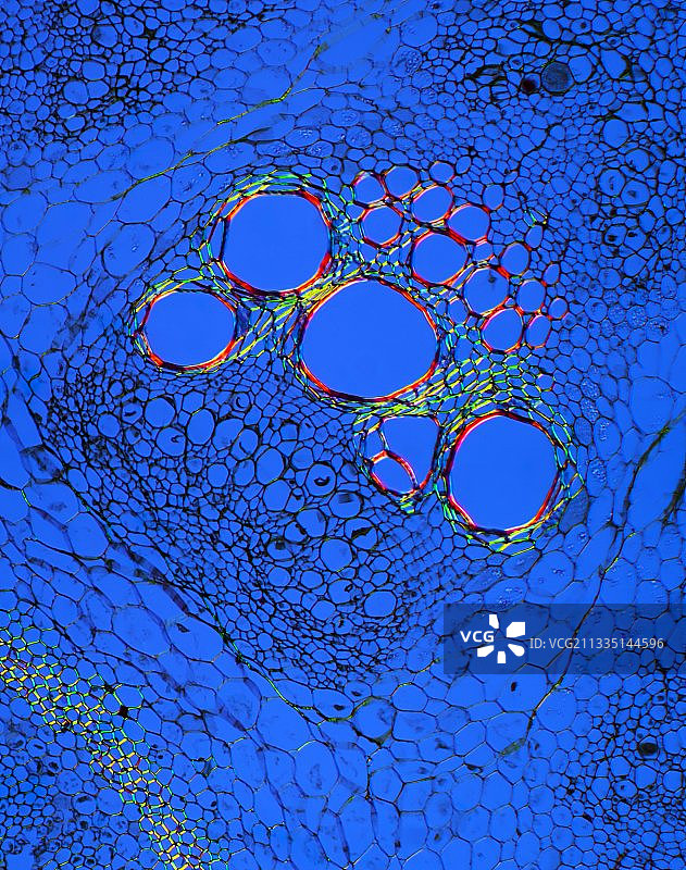 南瓜植物茎，光学显微照片图片素材
