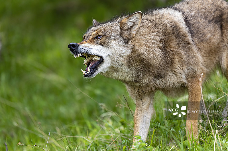 草原狼图片素材