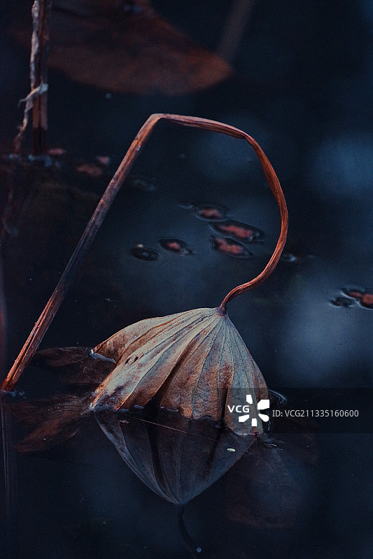 江苏省常州市钟楼区新闸街道荷园的冬日里的荷塘残荷图片素材