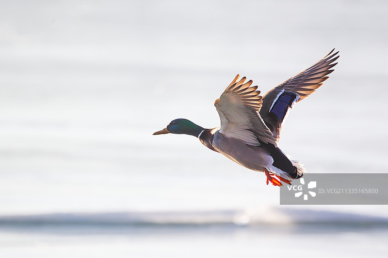 飞鸭图片素材