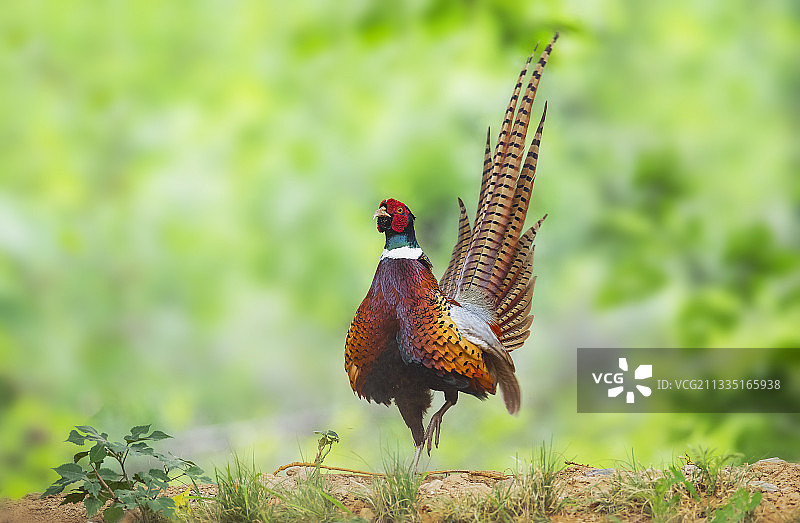 昂首阔步图片素材