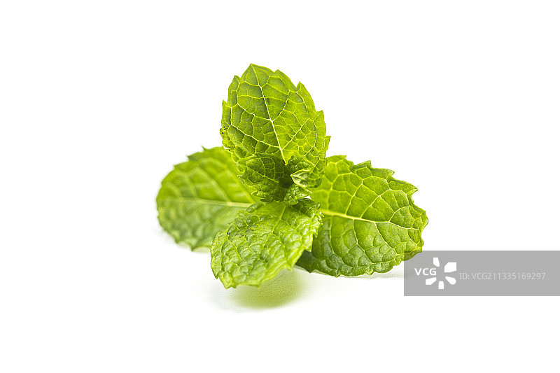 薄荷叶图片素材