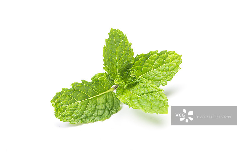 薄荷叶图片素材