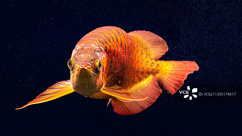 红龙鱼图片素材
