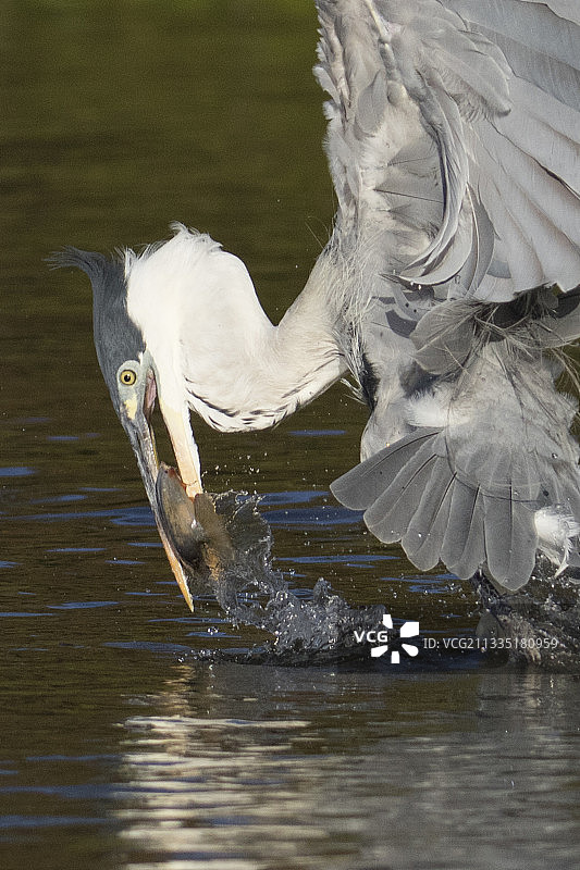 白颈鹭捕鱼特写图片素材