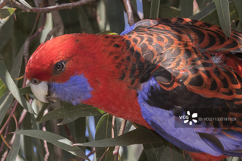 绯红鹦鹉特写图片素材